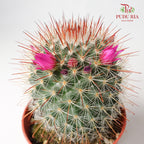 Cactus Mix 5 - Pudu Ria Florist Southern