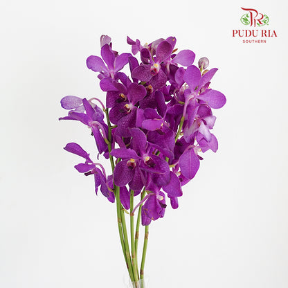 Mokara Orchid Purple (L) - Pudu Ria Florist Southern