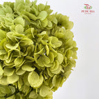 Preservative Hydrangea - Army Green / Per Stem