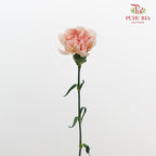 Carnation Yin Se Cheng Qun 康乃馨 - (18-20 Stems)