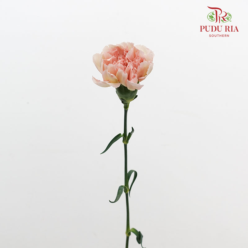 Carnation Yin Se Cheng Qun 康乃馨 - (18-20 Stems)