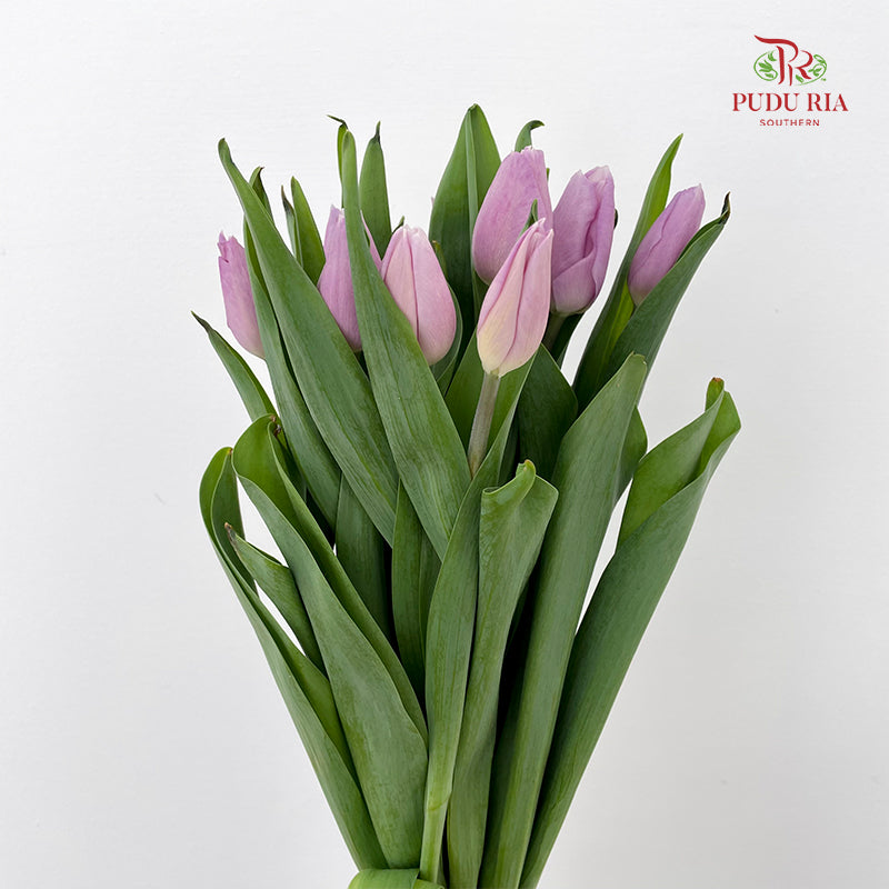 Tulip Purple 郁金香 - (8-10 Stems)