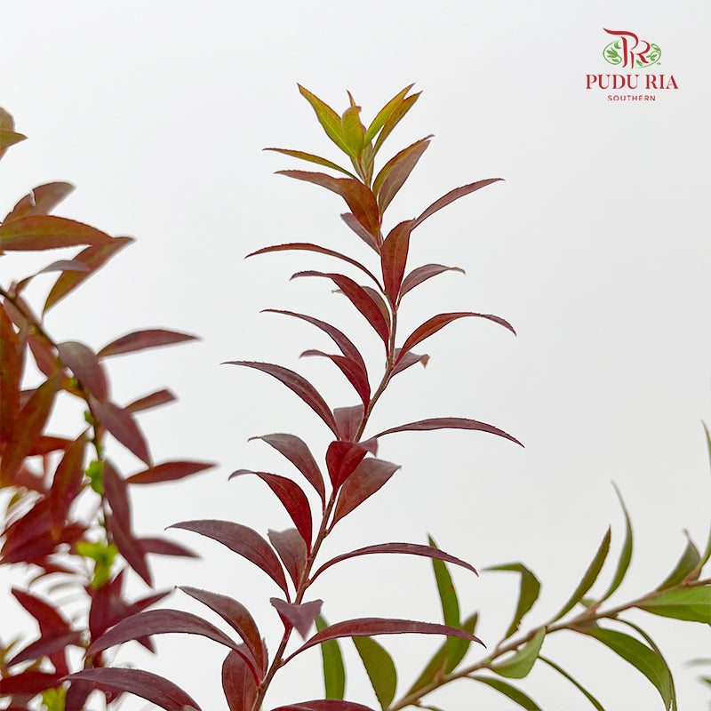 Fontanesia fortunei Carrière Autumn (Snowflake Leaf ) 雪柳叶 - (Per Bundle)
