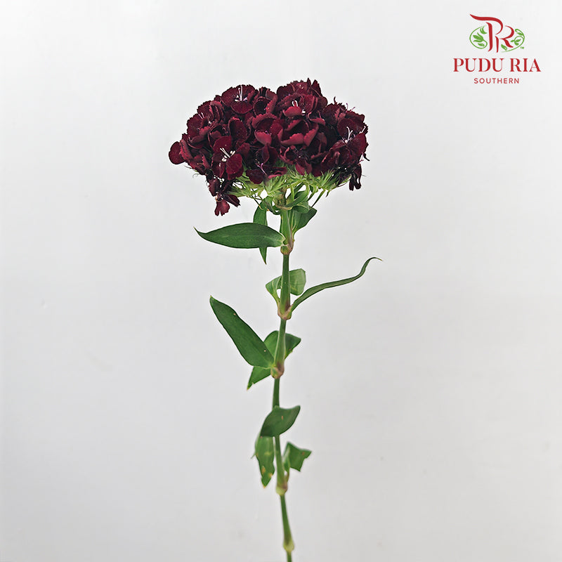 Phlox Red 福禄考 - (Per Bundle)