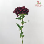 Phlox Red 福禄考 - (Per Bundle)
