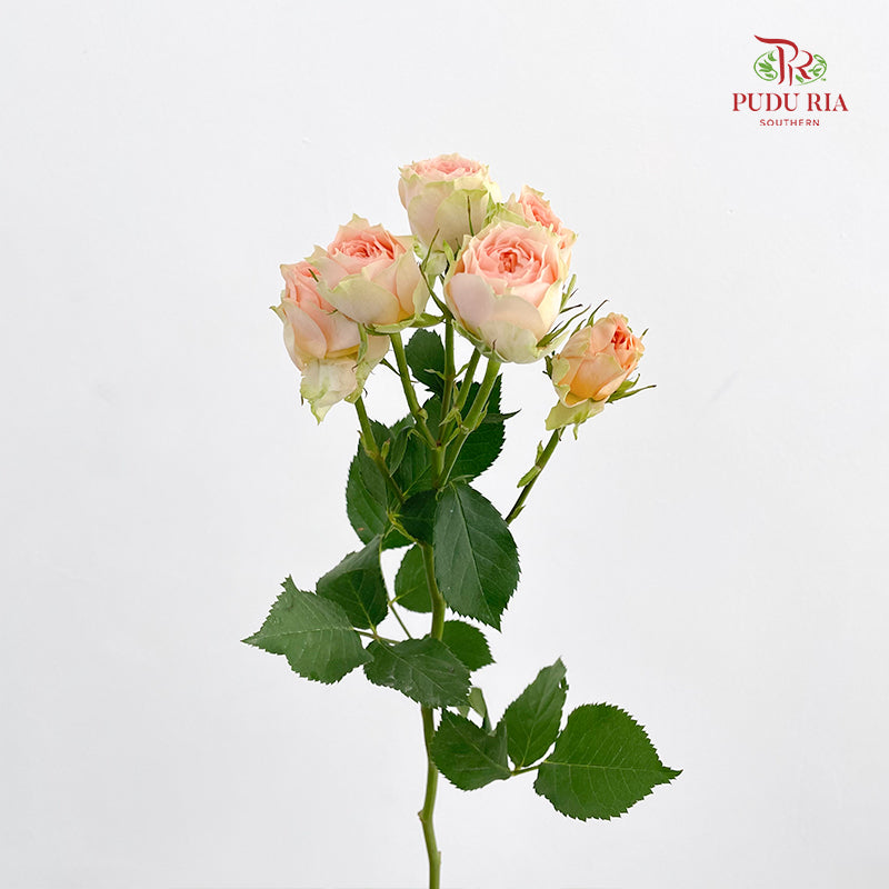 Rose Spray Gravity - (8-10 Stems)