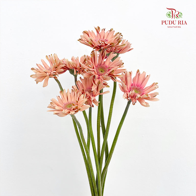Gerbera Pasta Pink - (8-10 Stems)
