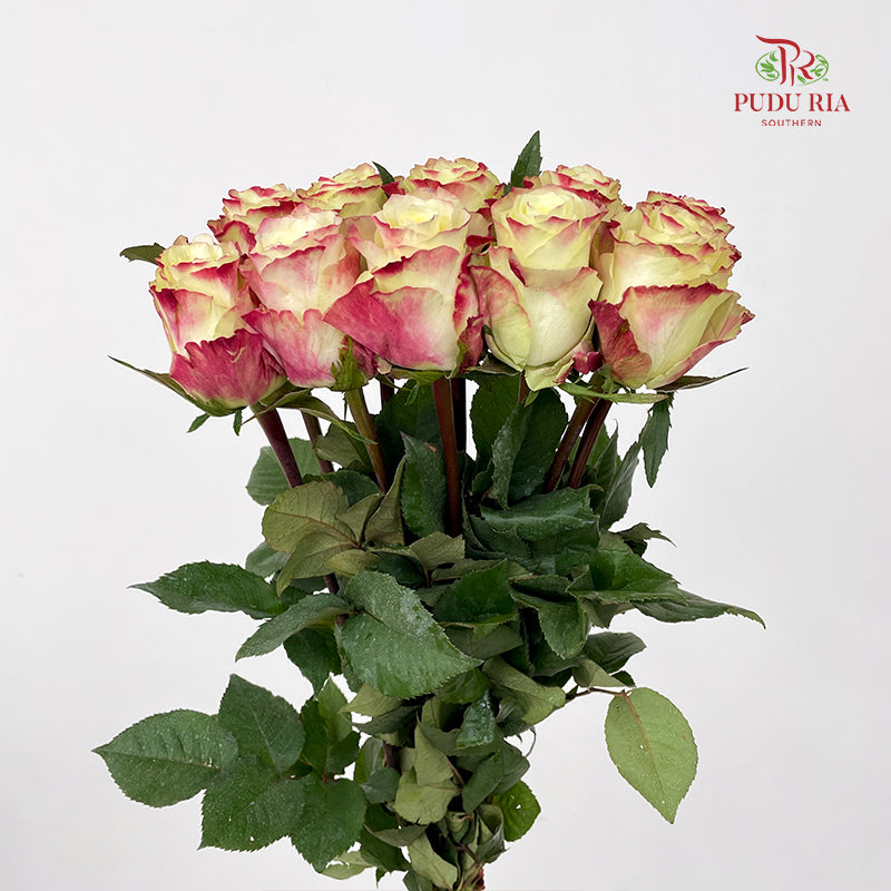 Rose Her Majesty - (8-10 Stems)