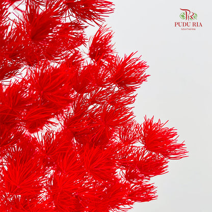 Preservative Asparagus Fern Red