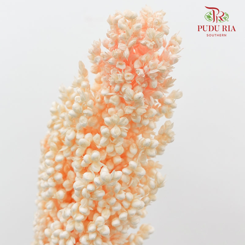 Dry Sorghum - Light Peach