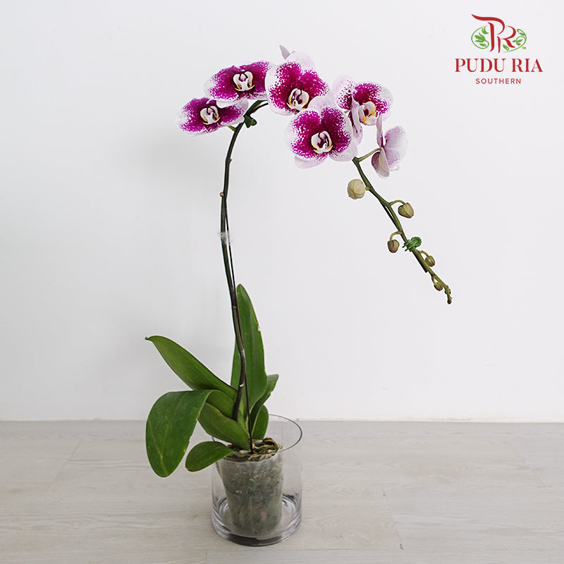 Phalaenopsis Orchid White With Purple Spots Big Single Stem #1