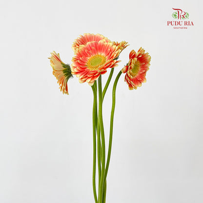 Gerbera Mini Tompouce - (5 Stems)