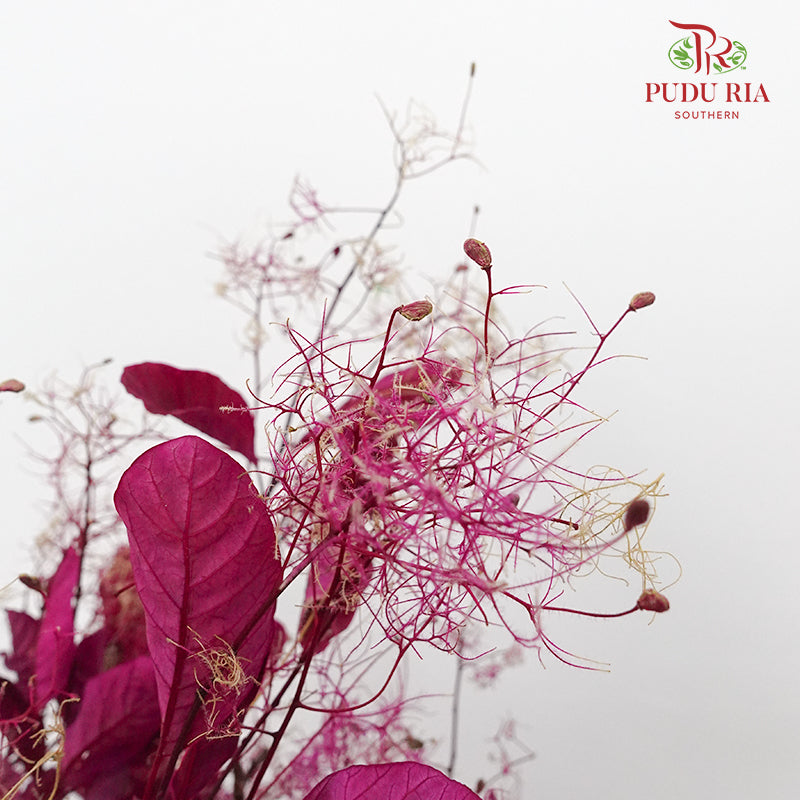 Dry Cotinus Magenta - Pudu Ria Florist Southern