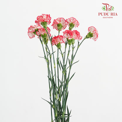 Carnation Sorriso 康乃馨 - (8-10 Stems)