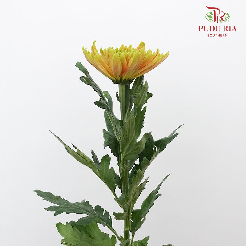 Net Mum Chrysanthemum Chispa Green (10-12 Stems) - Pudu Ria Florist Southern