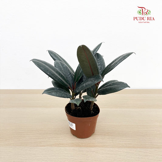 Ficus Elastica 3 Stems