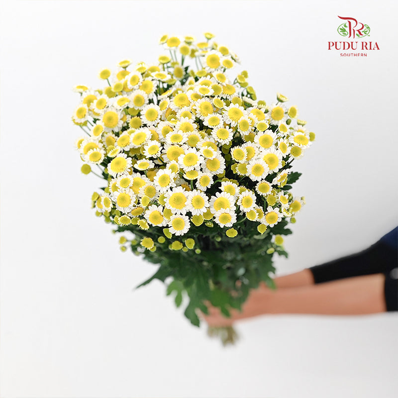 Chrysanthemum Pompom Daisy Egg - (10-12 Stems)