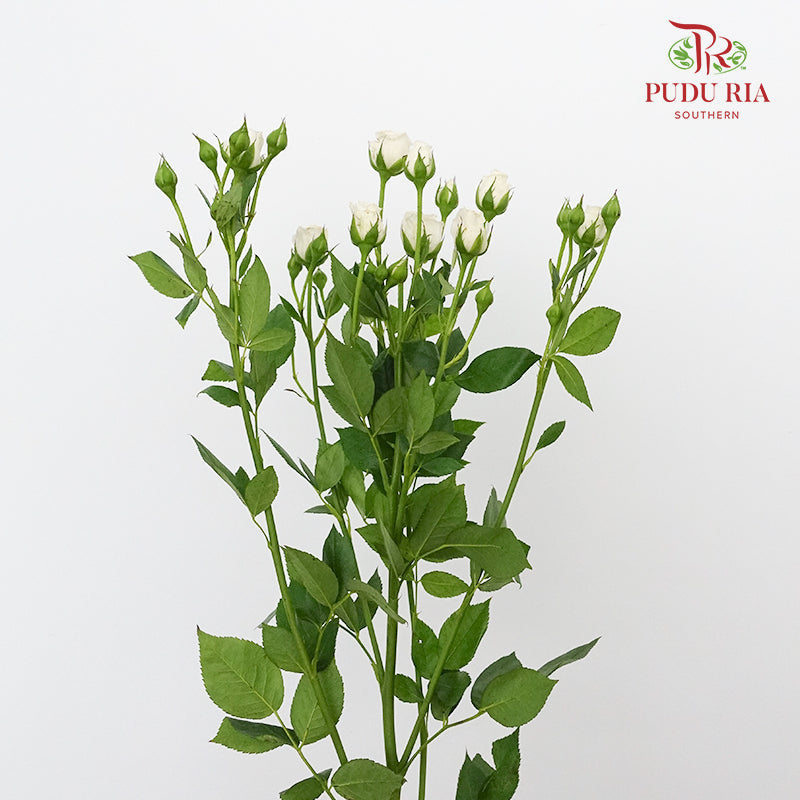 Rose Spray White (8-10 Stems) - Pudu Ria Florist Southern