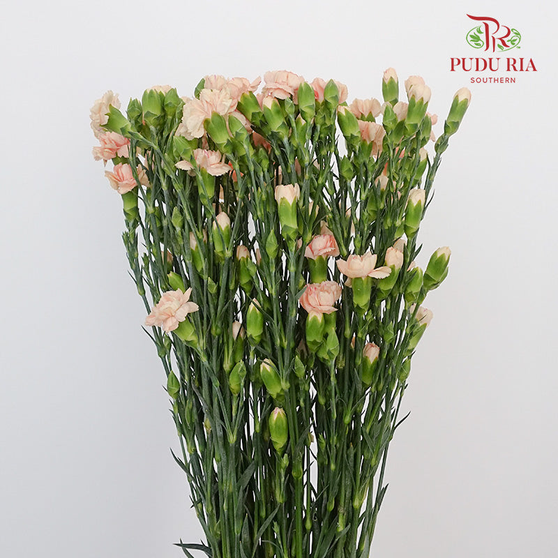 Carnation Spray Champagne  (18-20 Stems) - Pudu Ria Florist Southern