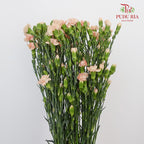 Carnation Spray Champagne  (18-20 Stems) - Pudu Ria Florist Southern