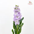 Matthiola Purple 紫罗兰 - (10 Stems)