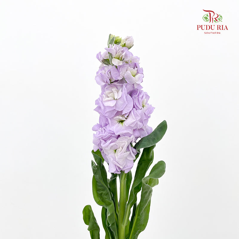 Matthiola Purple 紫罗兰 - (10 Stems)