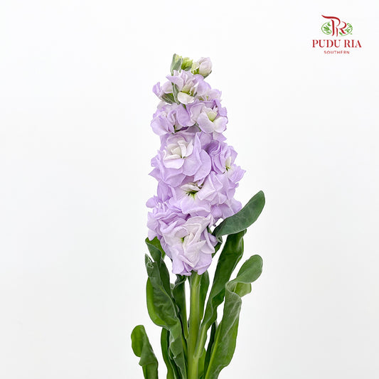 Matthiola Light Purple - (10 Stems)