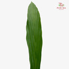 Cyclanthus Cocos - (5 Stems)