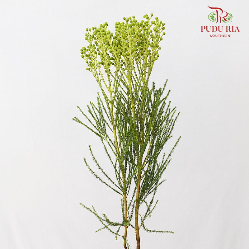 Berzelia Coral Green 饰球花属 - (Per Bundle)