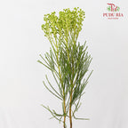 Berzelia Coral Green 饰球花属 - (Per Bundle)