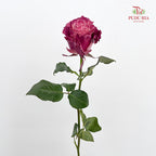 Rose Mondial Dyed Mauve Roses - (8-10 Stems)