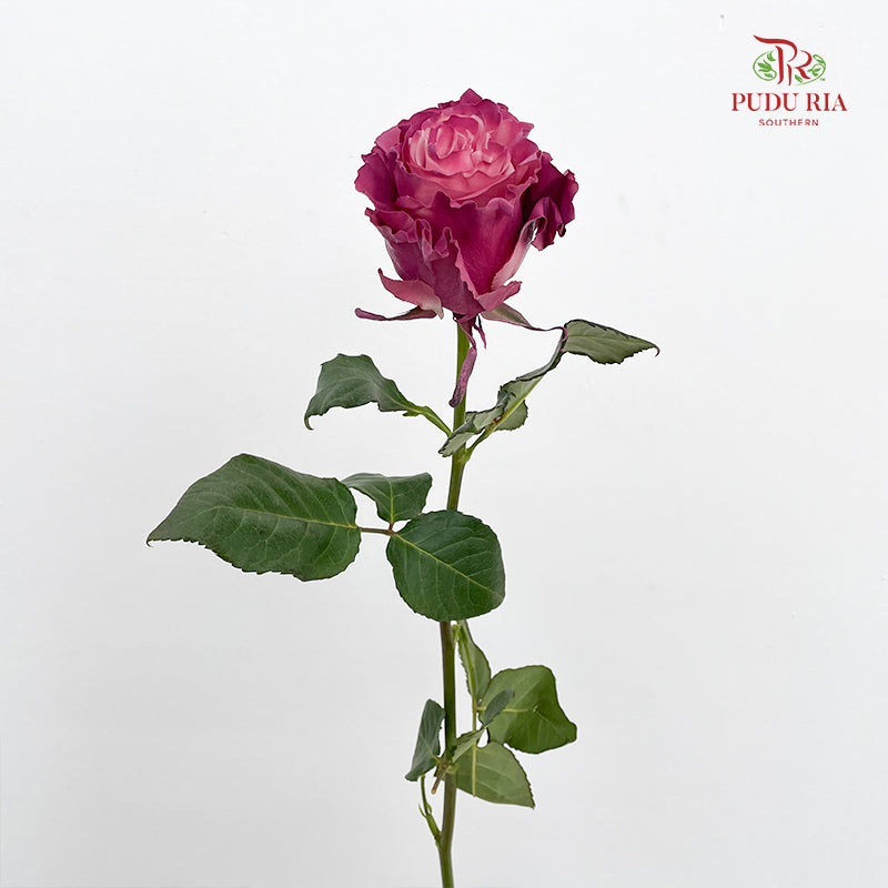 Rose Mondial Dyed Mauve Roses - (8-10 Stems)