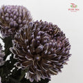 Peony Chrysanthemum Dyed Black 牡丹菊 - (5 Stems)