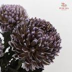 Peony Chrysanthemum Dyed Black 牡丹菊 - (5 Stems)