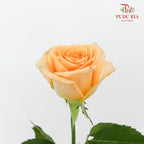 Rose Holiday Princess (8-10 Stems) - Pudu Ria Florist Southern