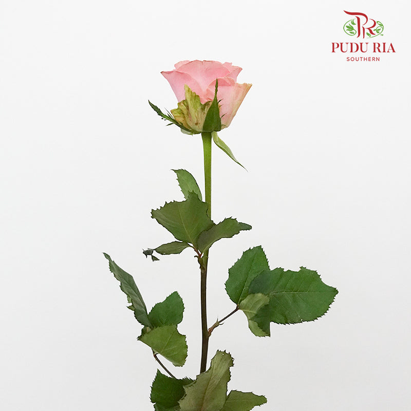 Rose Hector Mo Sha  (8-10 Stems) - Pudu Ria Florist Southern