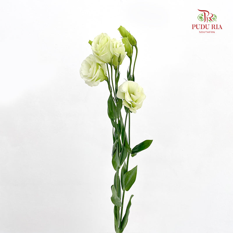 Eustoma Light Green - (12-15 Stems)