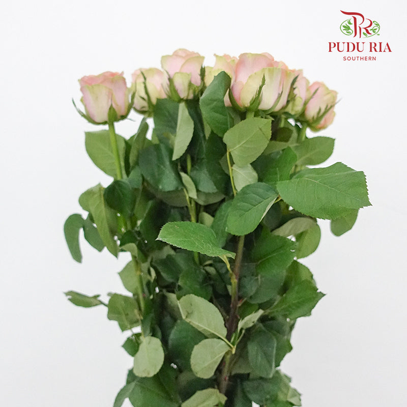 Rose Diwella (8-10 Stems) - Pudu Ria Florist Southern