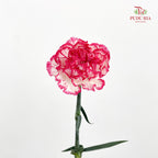 Carnation 费洛伊德康乃馨 - (18-20 Stems)