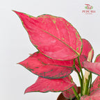Aglaonema Red Unyamanee
