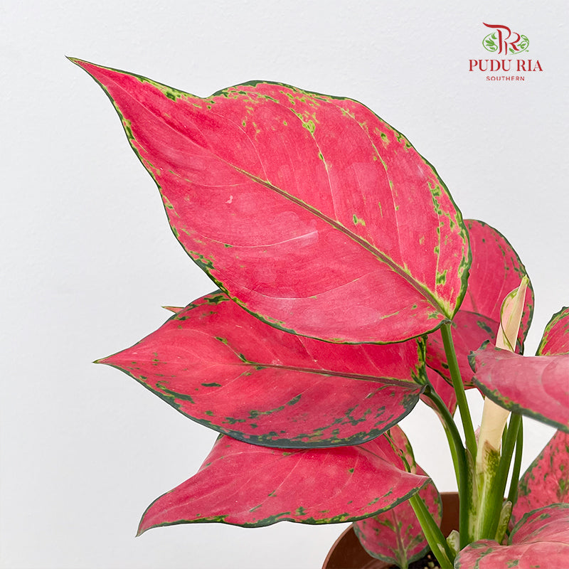 Aglaonema Red Unyamanee