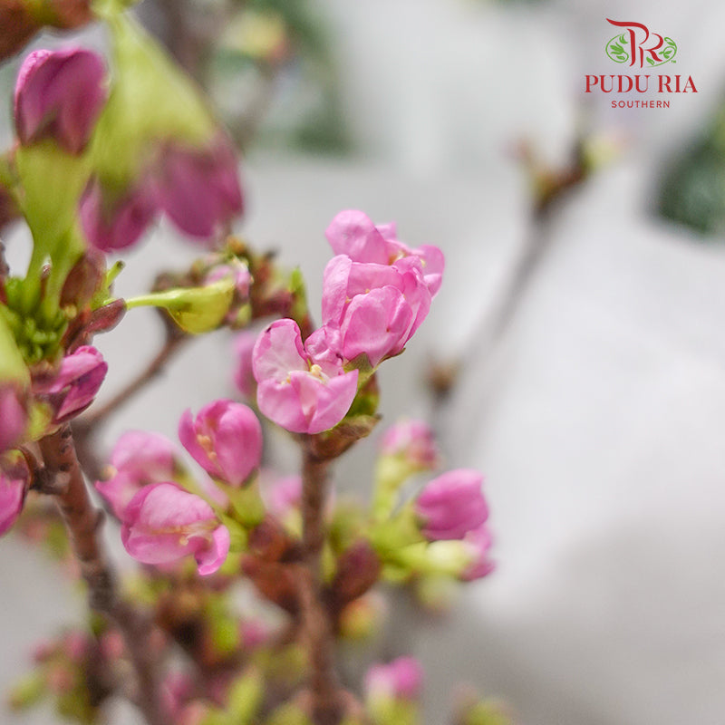 Sakura Blossom 樱花 - (Per Bundle)