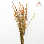 银柳分枝 Pussy Willow Spray Orange (6FT) - (12 Stems)