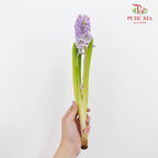 Hyacinthus Purple - (5 Stems)