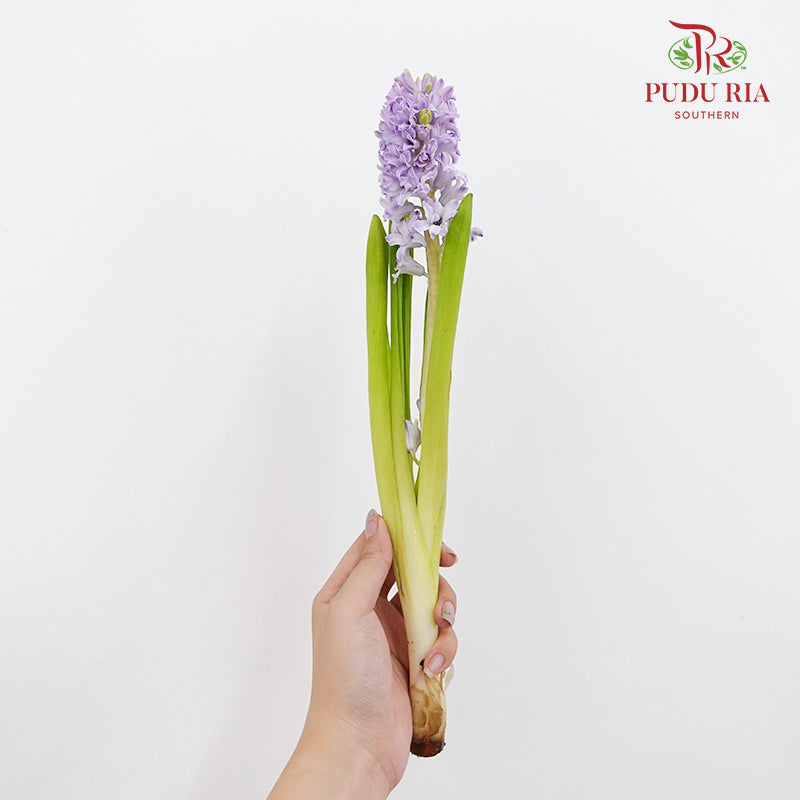 Hyacinthus Purple - (5 Stems)