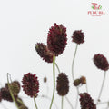 Sanguisorba - 5 Stems - Pudu Ria Florist Southern