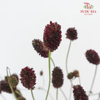 Sanguisorba - 5 Stems - Pudu Ria Florist Southern