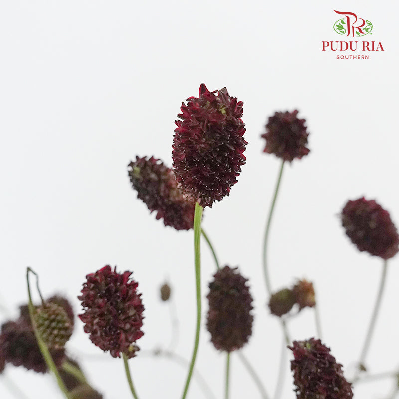 Sanguisorba - 5 Stems - Pudu Ria Florist Southern