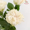 Rose Cotton X-Pression - (15 Stems)