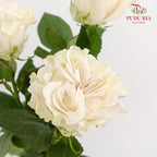 Rose Cotton X-Pression - (15 Stems)